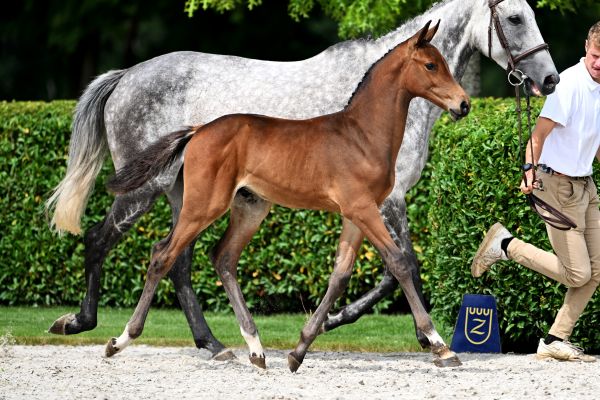 DINOZO DE REVE Z - Grandson of 1.60m Santa Catarina LS La